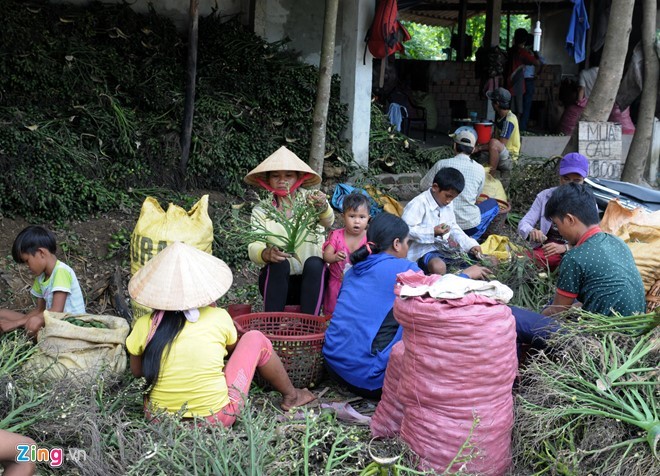 Dân làng ồ ạt hái cau non bán sang Trung Quốc