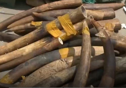 Phát hiện hơn 300kg ngà voi từ nước ngoài về sân bay Nội Bài