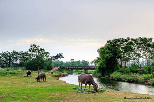 Vẻ Đẹp Thanh Bình Của Làng Quê Bắc Bộ