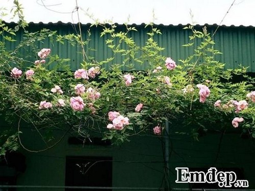 Vườn hồng đẹp tựa châu Âu trước nhà dân Hà Tĩnh
