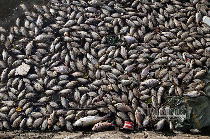 Cá chết ngập Hồ Tây, kiểm tra gấp các hồ nước