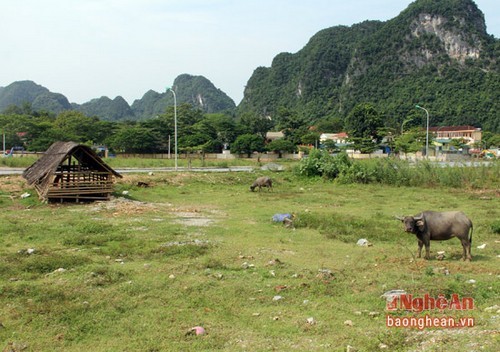 Dự án TECCO Con Cuông thành bãi thả trâu bò