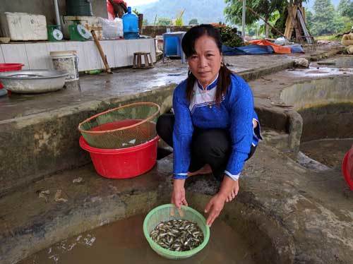 Nữ tỷ phú vùng cao lái ô tô đi... bán cá giống