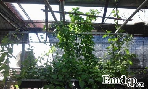 Sân thượng 60m2 thành chuồng chim và vườn rau trái lúc lỉu