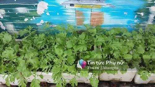 Vườn rau sạch hoa trái lúc lỉu từ xơ dừa của 8x Sài thành