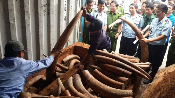 Bắt giữ 2 tấn ngà voi nhập lậu
