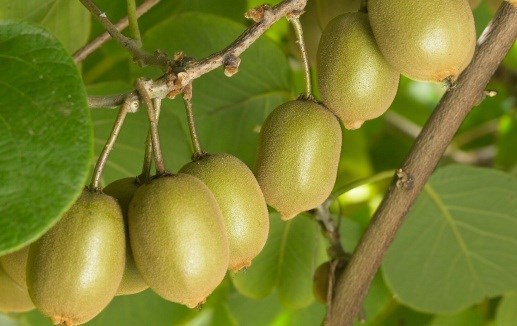 Kiwi Tàu 25 ngàn bán 170 ngàn/kg: Hà Thành hớ nặng