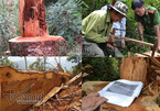 Nghệ An: Khởi tố vụ phá rừng pơ mu