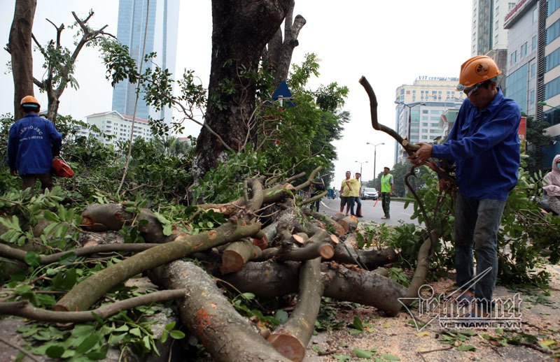 Di dời cây trên phố Kim Mã