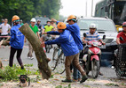 Hà Nội: Đại di dời cây xanh phố Kim Mã