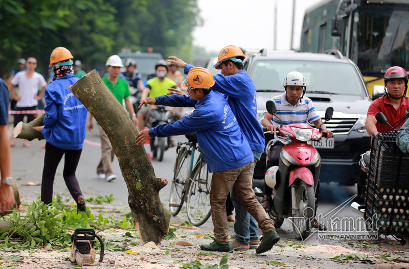Hà Nội: Đại di dời cây xanh phố Kim Mã
