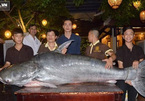 Cá tra 200kg được nhà hàng ở Đà Nẵng mua giá 400 triệu