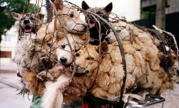 Số 2 thế giới: Người Việt ăn thịt 5 triệu con chó mỗi năm