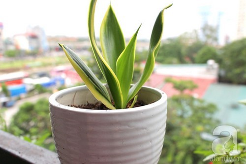 Bà mẹ 8x xinh đẹp chia sẻ cách trồng cây cảnh thanh lọc không khí vừa đơn giản vừa xinh