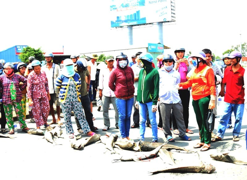 Chiều nay có kết quả nguyên nhân cá chết ở Vũng Tàu
