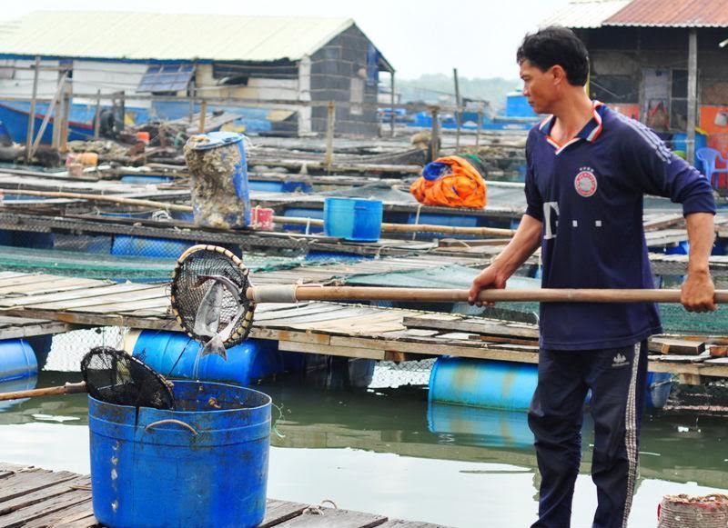 Vụ dân Vũng Tàu chặn quốc lộ: 65 tấn cá chết, thiệt hại 6,4 tỉ