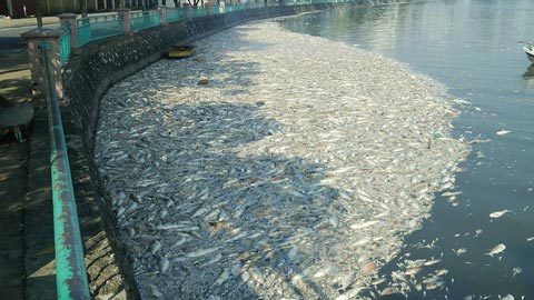 Hồ Tây được cảnh báo ô nhiễm kim loại nặng cách đây 4 năm