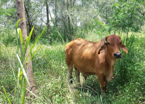 Bí ẩn con bò hoang khiến 'đảo quốc sư tử' náo loạn