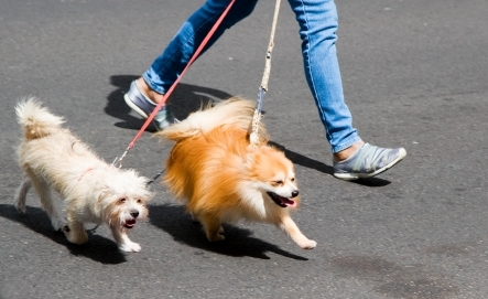 Tranh cãi gay gắt chuyện dắt chó ở phố đi bộ