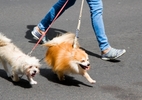 Tranh cãi gay gắt chuyện dắt chó ở phố đi bộ