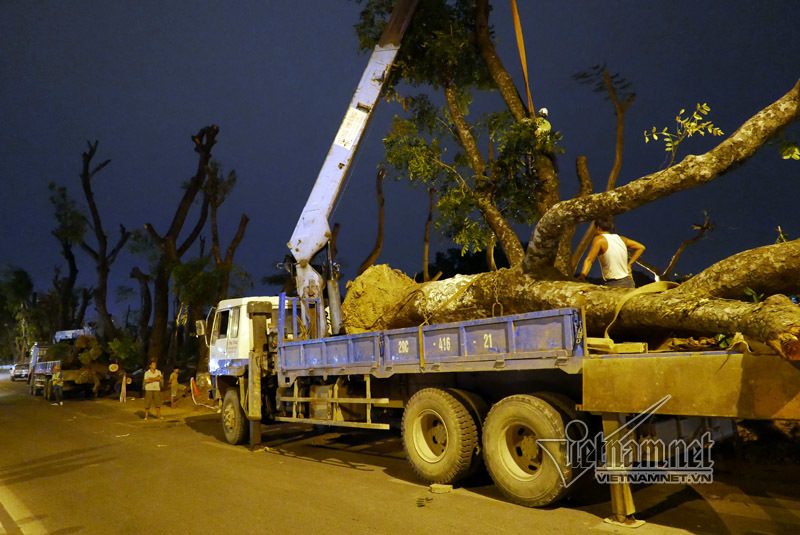 Lặng lẽ đêm đầu đánh chuyển cây xanh Kim Mã về nhà mới