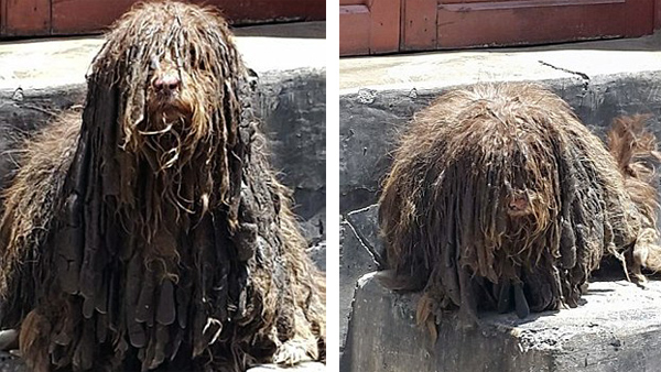 Chú chó như quái thú sau khi bị chủ bỏ rơi