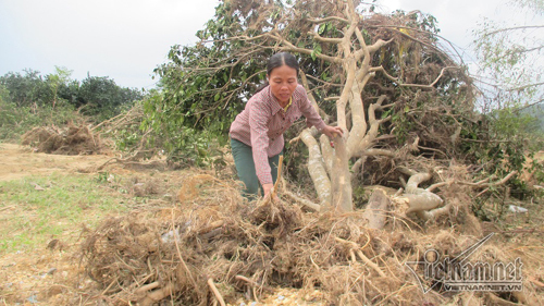 Xót xa bưởi đặc sản Phúc Trạch dùng làm củi sau lũ