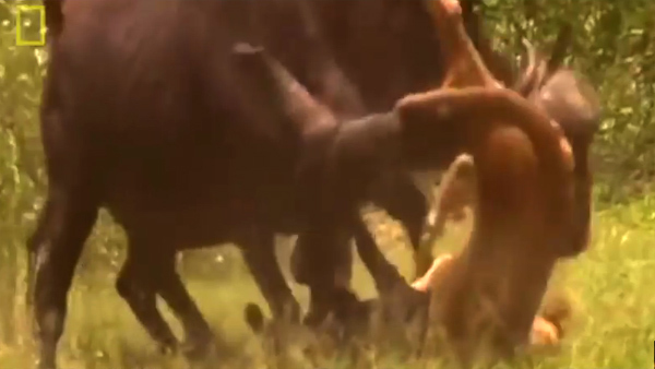 Lao vào vồ nghé, sư tử bị trâu rừng húc tung bụng