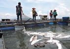 Dân phản ứng kết luận 254 tấn cá chết do thiếu ôxy
