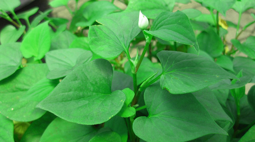 Hết đau trĩ giản đơn bằng cây mọc bờ bụi