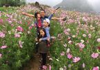 Cánh đồng hoa cúc sao nhái ở 'ngôi làng đẹp nhất Tây Bắc'