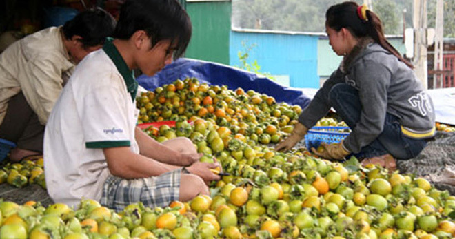 Nguy cơ xóa sổ đặc sản trái hồng Đà Lạt vì thông tin thất thiệt