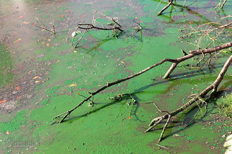 Sống biệt thự vẫn khốn khổ vì mùi thối từ hồ