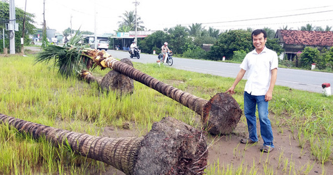 Chuyện lạ ở Tiền Giang: Thương lái mua dừa bứng nguyên cả gốc