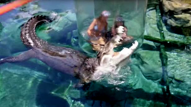 Thiếu nữ khóc thét khi đối mặt cá sấu 'khủng' dưới hồ