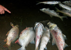Hà Nội thông tin về cá chết bất thường tại hồ Linh Đàm