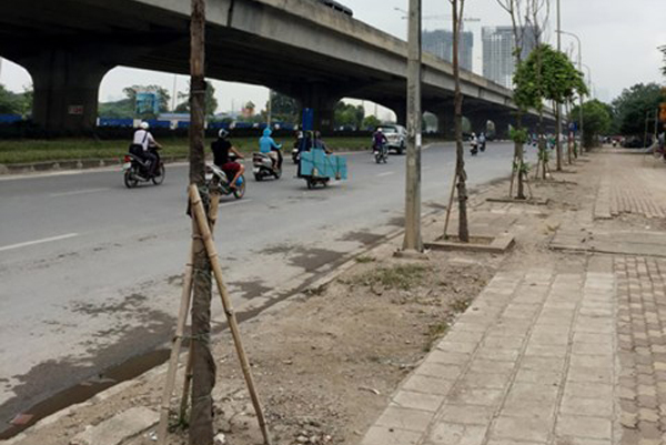 Hà Nội: Đề nghị 'cấm cửa' nhà thầu trồng cây chết khô