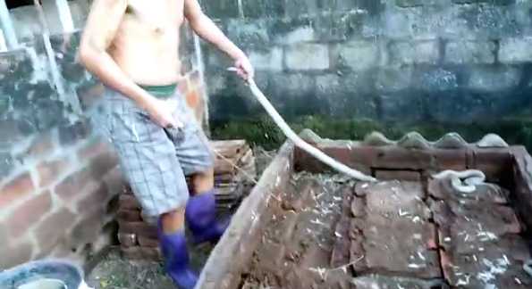 Rùng mình người đàn ông mình trần bắt 28 con rắn hổ mang