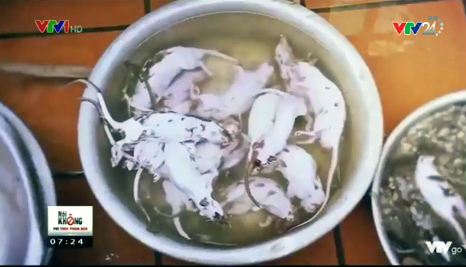 Thịt chuột săn ở bệnh viện, cống rãnh vào nhà hàng thành... dúi nuôi