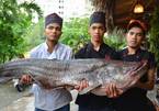 Mua cặp cá quý của sông Mê Kông giá 200 triệu đồng