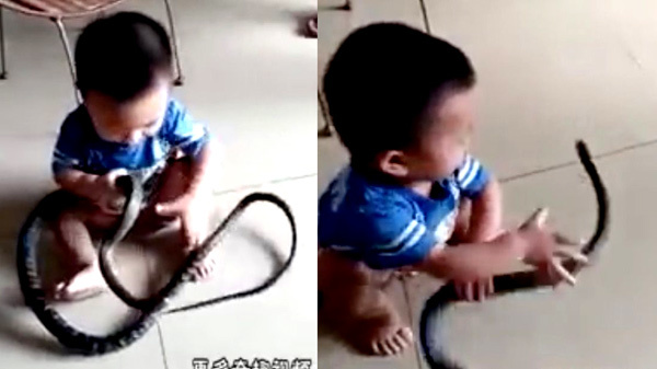 10 clip nóng: Bé 2 tuổi chơi với rắn 'khủng' gây sốc