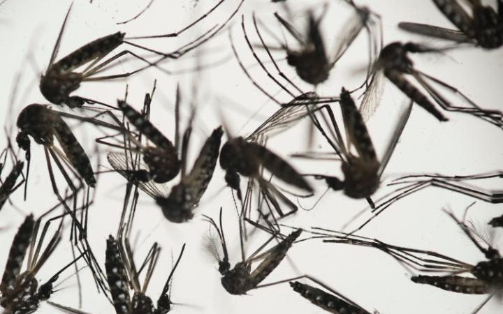 Chấn động: Virus Zika có thể làm teo tinh hoàn