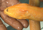 Nông dân miền Tây bắt được lươn vàng nặng gần 1kg
