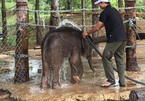 Đắk Lắk: Đàn voi bảo tồn được bảo vệ bằng rào điện