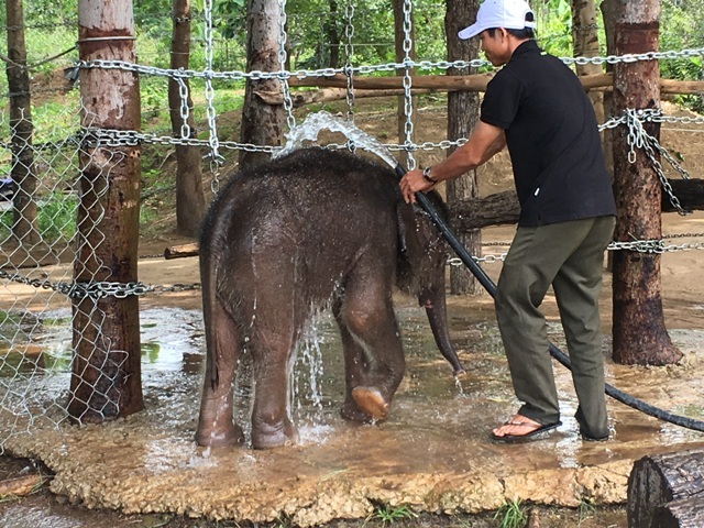 Đắk Lắk: Đàn voi bảo tồn được bảo vệ bằng rào điện