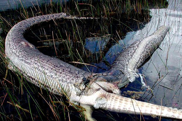 Hình ảnh trăn khổng lồ nổ tung bụng vì nuốt cá sấu
