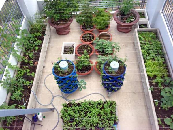 Chàng trai bỏ lương mơ ước về trồng rau vì sợ... chết sớm