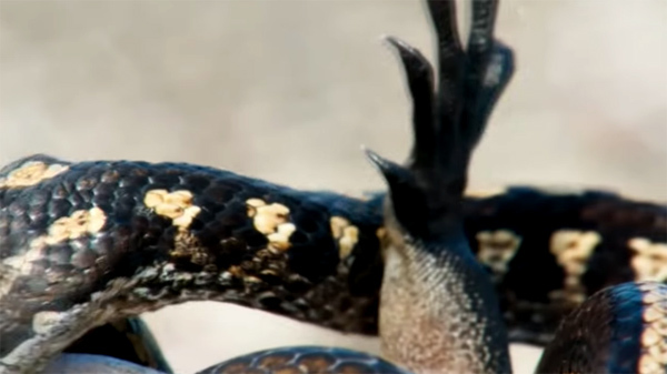 Bầy rắn 'khủng' truy sát kỳ nhông như phim kinh dị