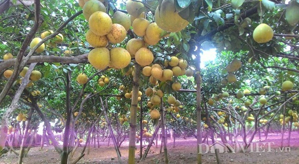Vườn bưởi vạn quả của 'vua bưởi xứ Mường'