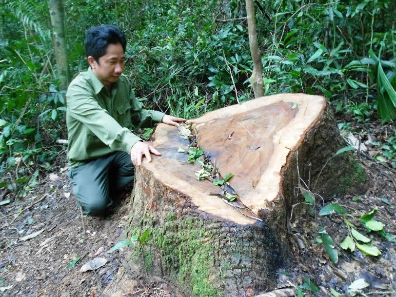 Cách chức trạm trưởng để lâm tặc phá rừng